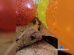 Stan123413 bongacams livecam show performer room profile