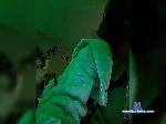 skarlett1100 bongacams livecam show performer room profile
