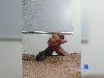 DickKid bongacams livecam show performer room profile
