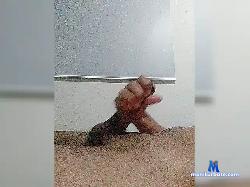 DickKid bongacams live cam performer profile