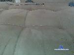 flummen bongacams livecam show performer room profile