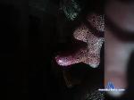 Zzzromanxxx bongacams livecam show performer room profile