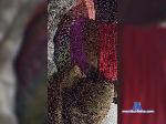 MAKEHERCREAMY bongacams livecam show performer room profile