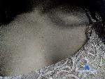 Viktoriiiiiii bongacams livecam show performer room profile