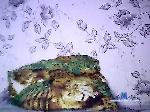 DikiyBoss6667 bongacams livecam show performer room profile