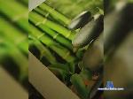 Panterakiss bongacams livecam show performer room profile