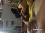 JSet bongacams livecam show performer room profile