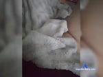 Tpon bongacams livecam show performer room profile