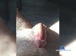 DobriyAl bongacams livecam show performer room profile