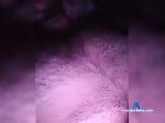 FEleronF bongacams livecam show performer room profile