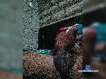 Sexbed40 bongacams livecam show performer room profile