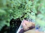 ChlenixEvgeni bongacams livecam show performer room profile
