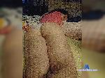 gabiageorge bongacams livecam show performer room profile