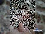 Bingo-35 bongacams livecam show performer room profile