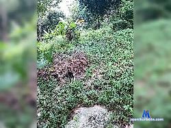 Kirigant bongacams live cam performer profile