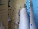 stasanichass bongacams livecam show performer room profile