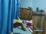 626R bongacams livecam show performer room profile