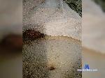 SlowLory1986 bongacams livecam show performer room profile
