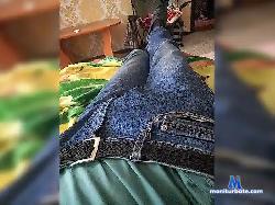 Kindly199 bongacams live cam performer profile