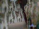 Flint-123 bongacams livecam show performer room profile