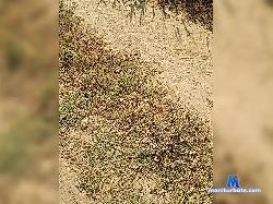 Daniel239 bongacams live cam performer profile