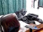 aliss--paris bongacams livecam show performer room profile