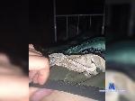 DonStuff bongacams livecam show performer room profile