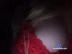 EveHugs bongacams livecam show performer room profile