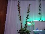 DAIANA-ATKINS bongacams livecam show performer room profile