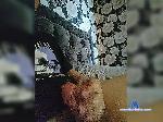 sosooboy bongacams livecam show performer room profile
