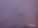 Pasivoculonuruguayo bongacams livecam show performer room profile