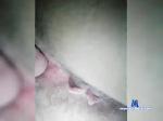 Kavadrat151 bongacams livecam show performer room profile