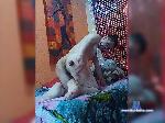 AnderStar31 bongacams livecam show performer room profile