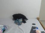 dasilva-chica bongacams livecam show performer room profile