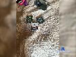 Ivan-19666 bongacams livecam show performer room profile