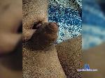 Aiseks-1 bongacams livecam show performer room profile