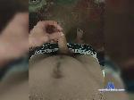 inexplicable1 bongacams livecam show performer room profile