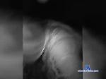 Sweetlive-1a bongacams livecam show performer room profile