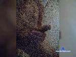 Qwer2291 bongacams livecam show performer room profile