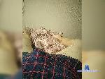 Artemaee bongacams livecam show performer room profile