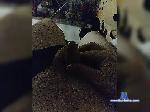 NikoBellik13 bongacams livecam show performer room profile