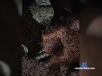 Likeah bongacams livecam show performer room profile