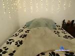 poly-rocket bongacams livecam show performer room profile