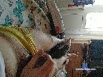 Azazelzla bongacams livecam show performer room profile
