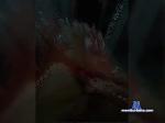 Paullen2 bongacams livecam show performer room profile