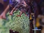 EverydayLife7 bongacams livecam show performer room profile