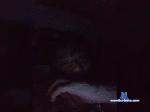 SEZARP bongacams livecam show performer room profile