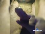 tvoydrug212 bongacams livecam show performer room profile