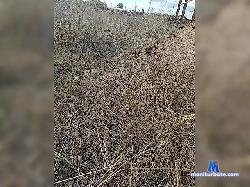 Komar353 bongacams live cam performer profile