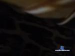 -AgPeHaJluH- bongacams livecam show performer room profile